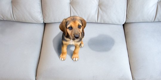 A imagem é para mostrar que a higienização pode ser realizada em casoa de pets que fazem xixi nos estofados